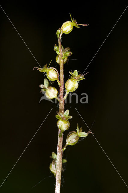 Lesser Twayblade (Listera cordata)