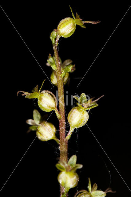 Lesser Twayblade (Listera cordata)