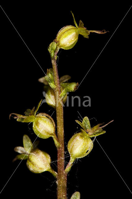 Lesser Twayblade (Listera cordata)