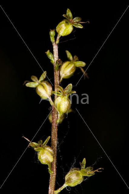 Lesser Twayblade (Listera cordata)