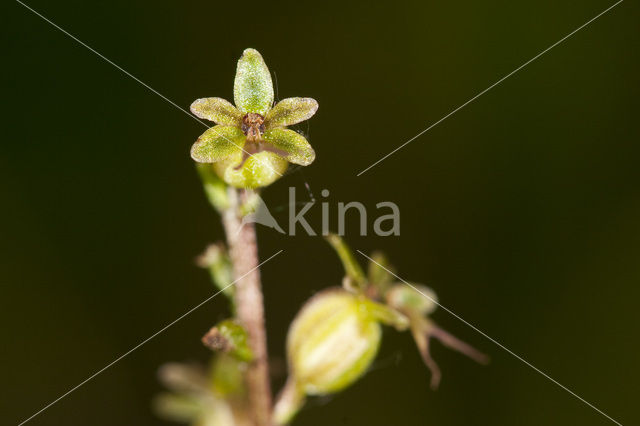 Lesser Twayblade (Listera cordata)