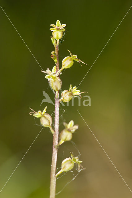 Lesser Twayblade (Listera cordata)