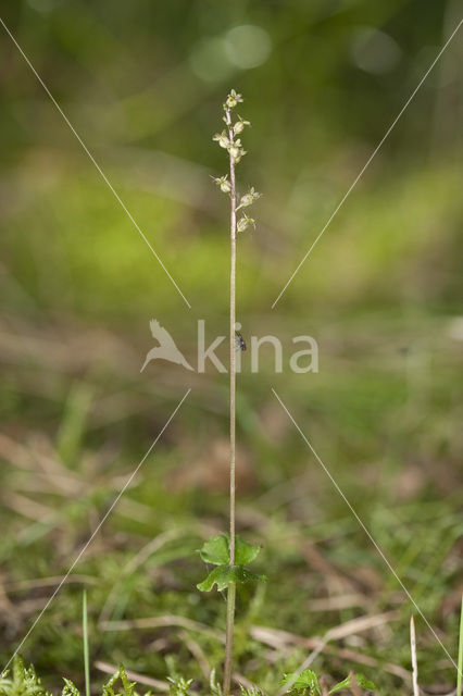 Lesser Twayblade (Listera cordata)