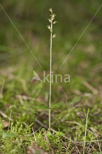 Lesser Twayblade (Listera cordata)