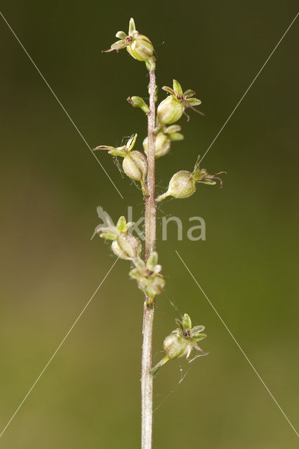 Lesser Twayblade (Listera cordata)