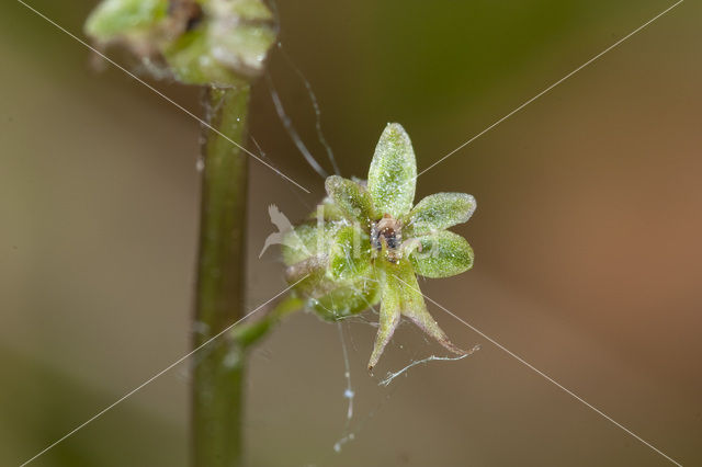 Lesser Twayblade (Listera cordata)