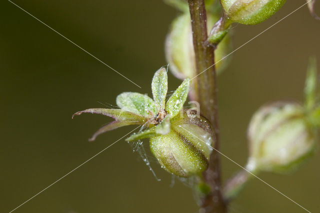 Lesser Twayblade (Listera cordata)