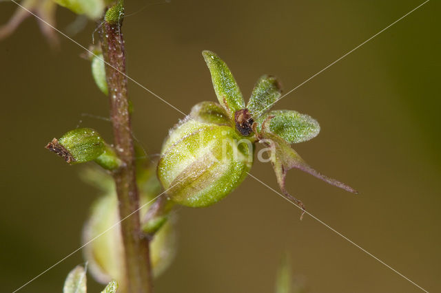 Lesser Twayblade (Listera cordata)