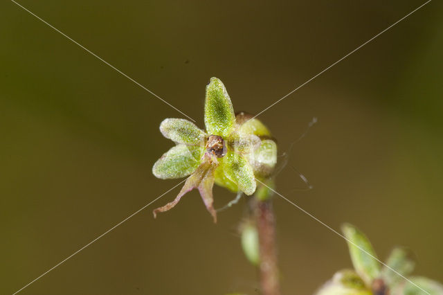 Lesser Twayblade (Listera cordata)