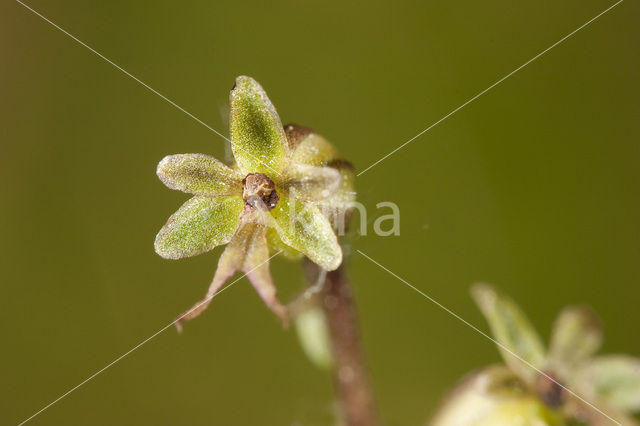 Lesser Twayblade (Listera cordata)