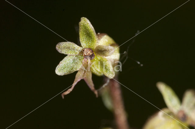 Lesser Twayblade (Listera cordata)