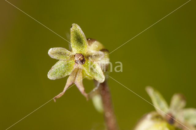 Lesser Twayblade (Listera cordata)