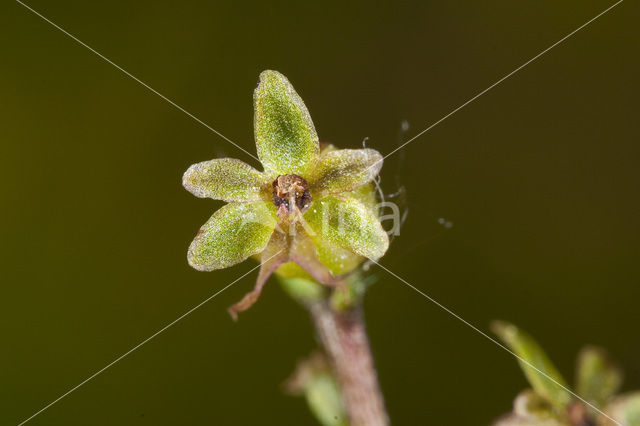 Lesser Twayblade (Listera cordata)