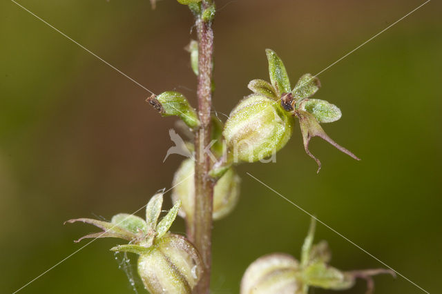 Lesser Twayblade (Listera cordata)