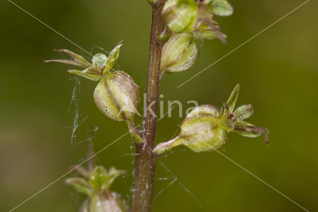 Lesser Twayblade (Listera cordata)