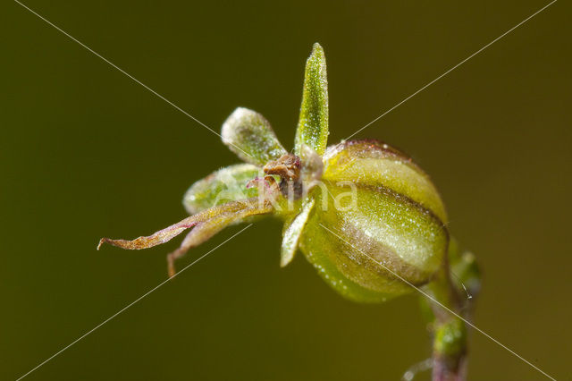 Lesser Twayblade (Listera cordata)