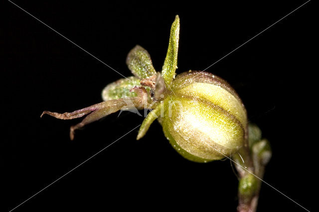 Lesser Twayblade (Listera cordata)