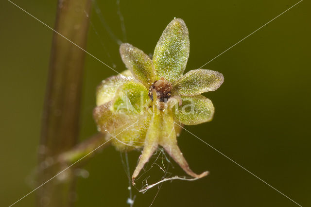 Lesser Twayblade (Listera cordata)