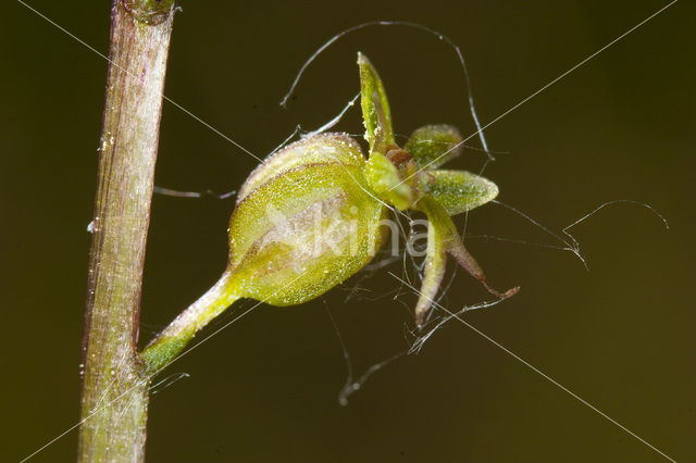 Lesser Twayblade (Listera cordata)