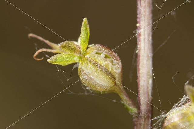 Lesser Twayblade (Listera cordata)