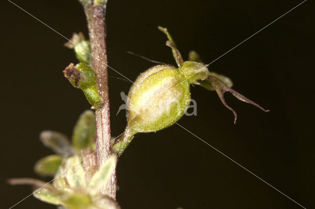 Lesser Twayblade (Listera cordata)