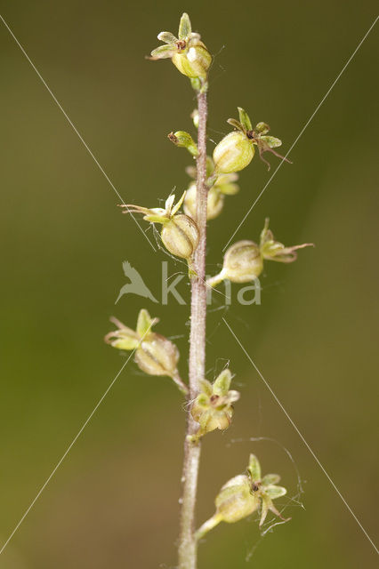 Lesser Twayblade (Listera cordata)