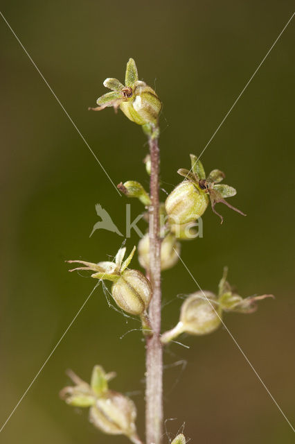 Lesser Twayblade (Listera cordata)