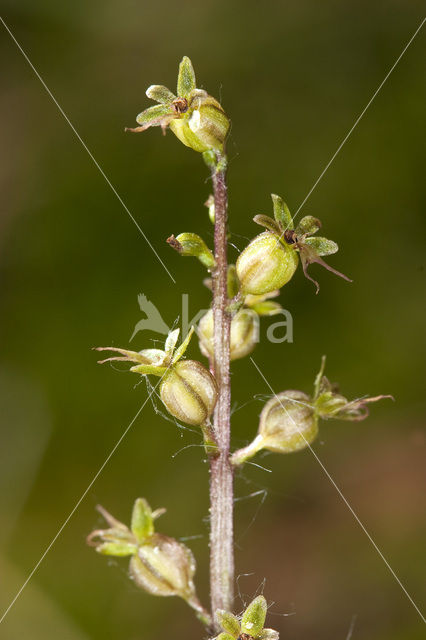 Lesser Twayblade (Listera cordata)