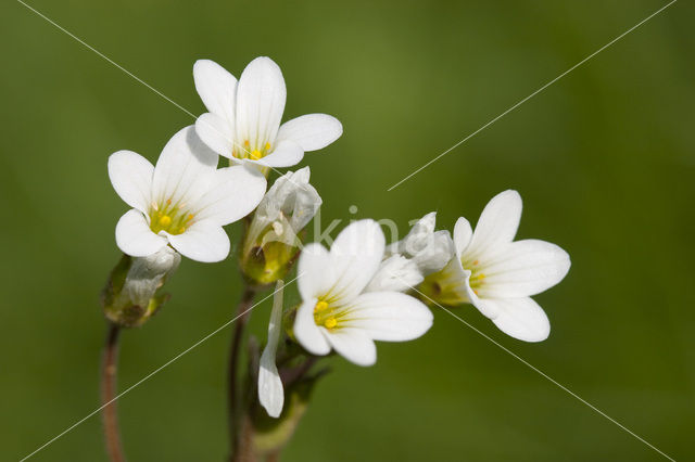 Knolsteenbreek (Saxifraga granulata)