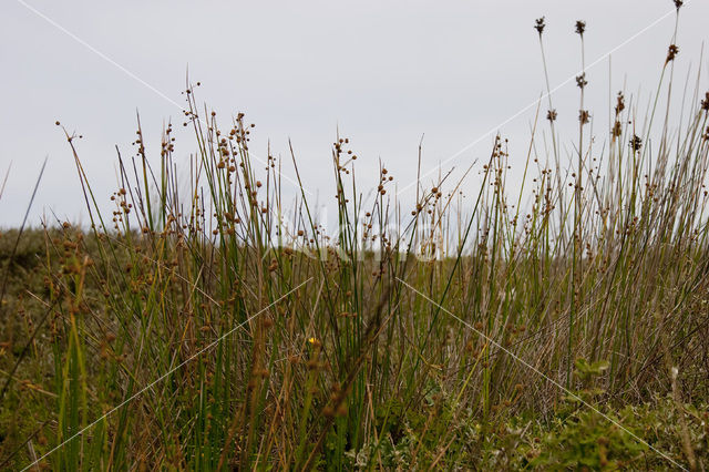 Kogelbies (Scirpoides holoschoenus)