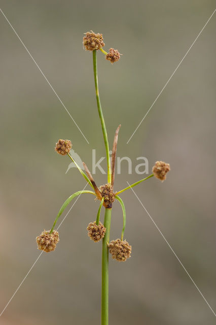 Kogelbies (Scirpoides holoschoenus)