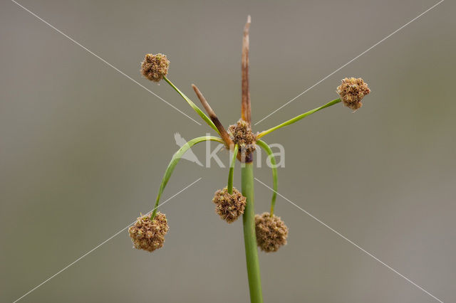 Kogelbies (Scirpoides holoschoenus)