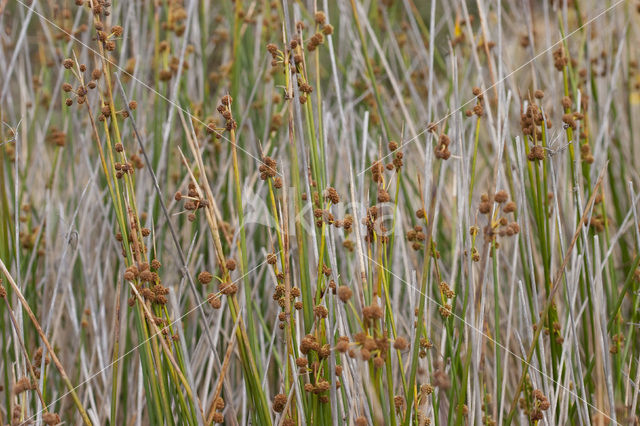 Kogelbies (Scirpoides holoschoenus)