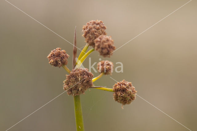 Kogelbies (Scirpoides holoschoenus)