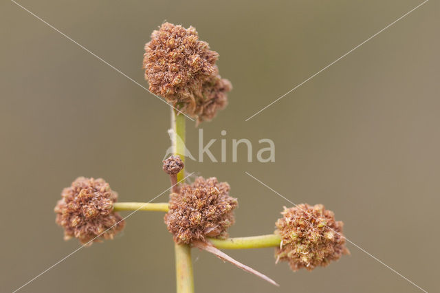 Kogelbies (Scirpoides holoschoenus)