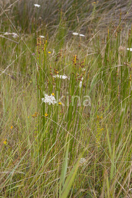 Kogelbies (Scirpoides holoschoenus)