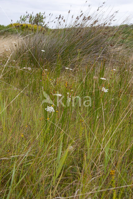 Kogelbies (Scirpoides holoschoenus)