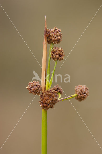 Kogelbies (Scirpoides holoschoenus)