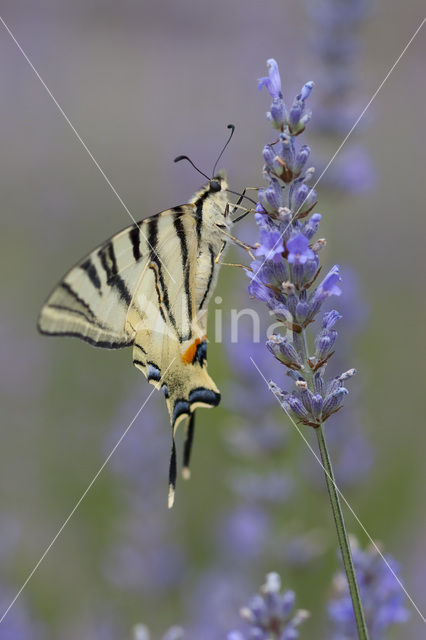 Koningspage (Iphiclides podalirius)