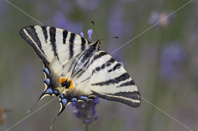 Scarce Swallowtail (Iphiclides podalirius)