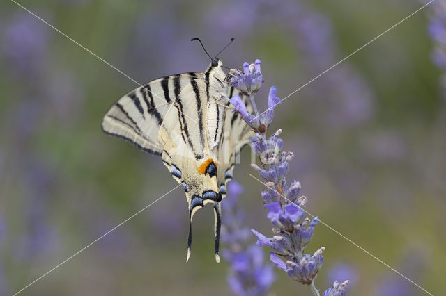 Koningspage (Iphiclides podalirius)