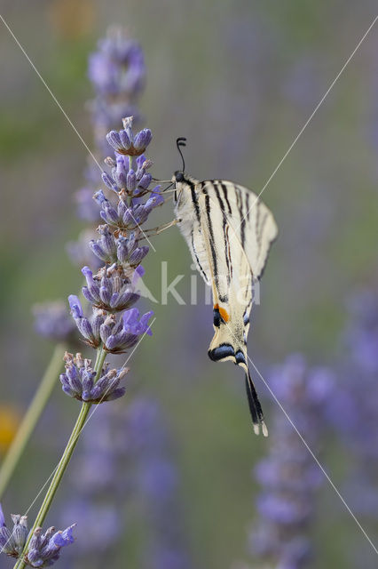 Koningspage (Iphiclides podalirius)