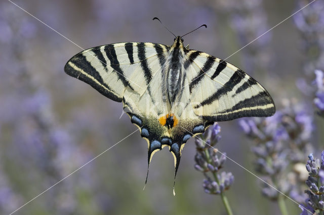 Scarce Swallowtail (Iphiclides podalirius)