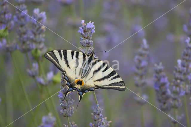 Koningspage (Iphiclides podalirius)