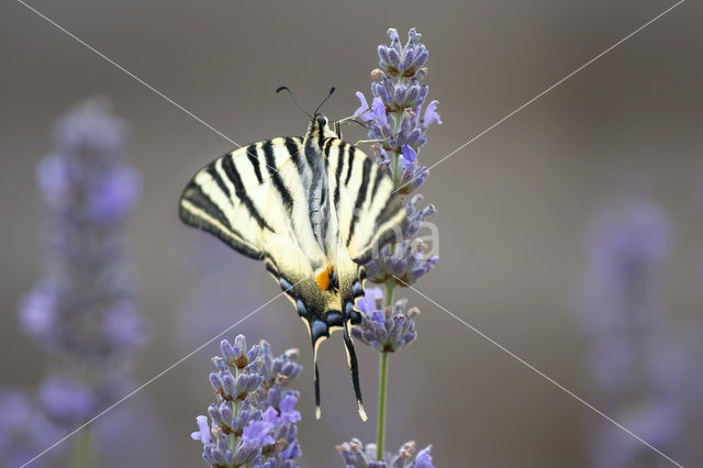 Scarce Swallowtail (Iphiclides podalirius)