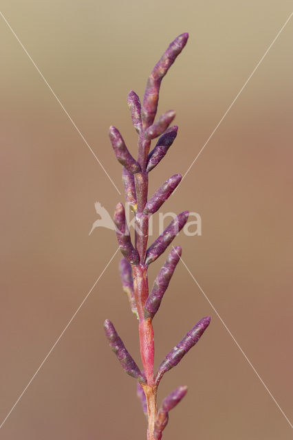 Kortarige zeekraal (Salicornia europaea)