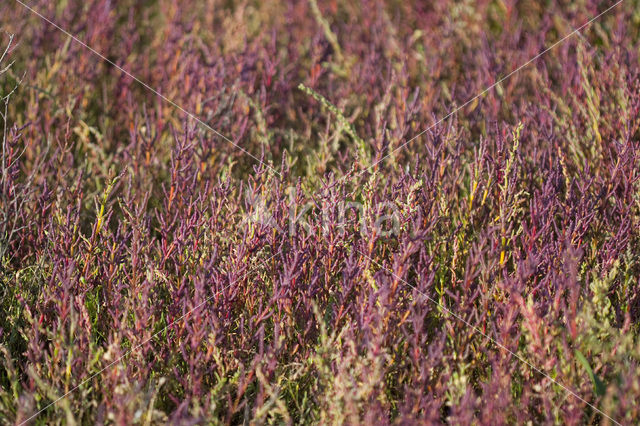 Kortarige zeekraal (Salicornia europaea)