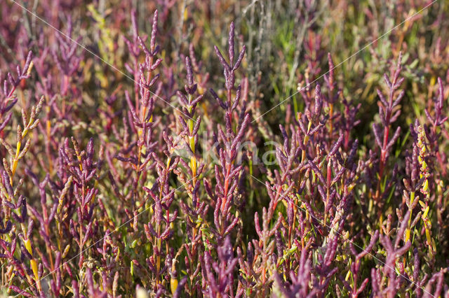 Kortarige zeekraal (Salicornia europaea)