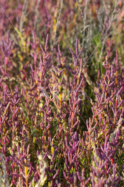 Glasswort (Salicornia europaea)