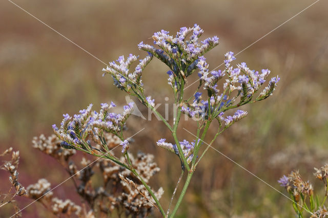 Lamsoor (Limonium vulgare)